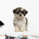 Shih Tzu Puppy Standing and Looking at the Camera 