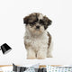 Shih Tzu Puppy Standing and Looking at the Camera 