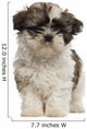 Shih Tzu Puppy Standing and Looking at the Camera 