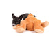 Basenji Dog Puppy with Toy Wall Decal