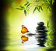 exclusive delicate concept - butterfly on water in garden 