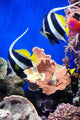 Butterfly Fish Wall Decal