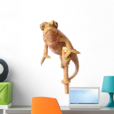 Chameleon Wall Decal shown on a wall