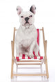 French Bulldog in Red White Deck Chair Wall Decal