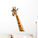 Isolated head of chewing giraffe Wall Decal