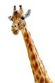 Isolated head of chewing giraffe Wall Decal