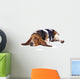 Basset hound dog lying on a white background 