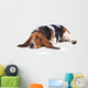 Basset hound dog lying on a white background 