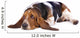 Basset hound dog lying on a white background 