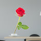 rose isolated Wall Decal