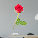 rose isolated Wall Decal