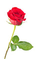 rose isolated Wall Decal