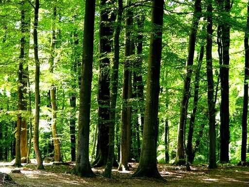 Forest Wall Decal Design 1