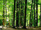 Forest Wall Decal Design 1