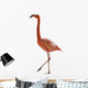 Red Flamingo 