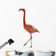 Red Flamingo 