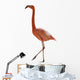 Red Flamingo 