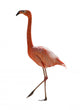 Red Flamingo 