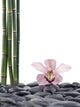 Spa Concept-pink Orchid and Bamboo Grove Wall Decal