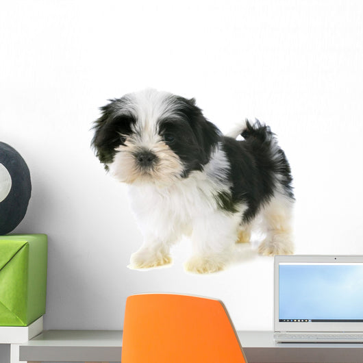 Puppy Shitzu Wall Decal