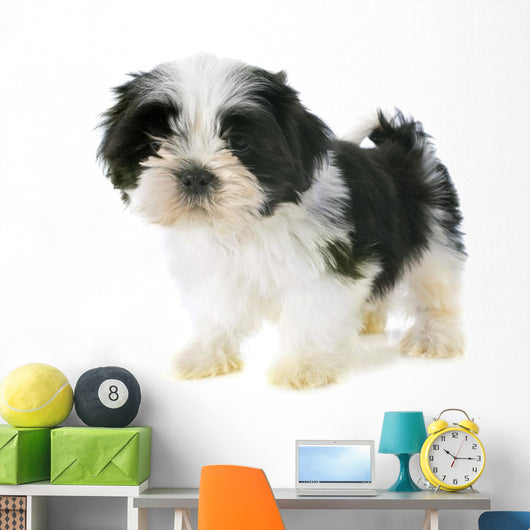 Puppy Shitzu Wall Decal