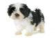 Puppy Shitzu Wall Decal