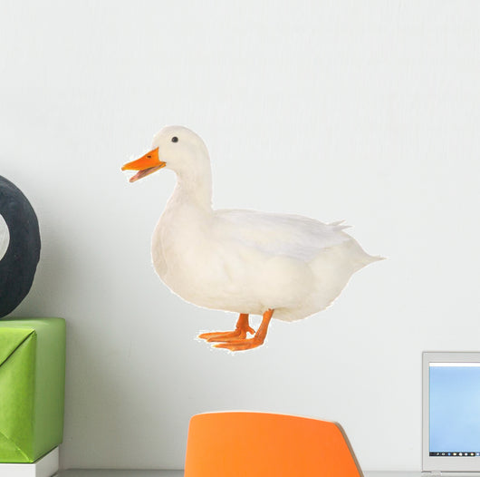 Duck 