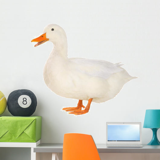 Duck 