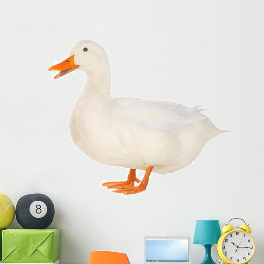 Duck 