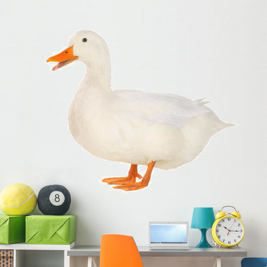 Duck 