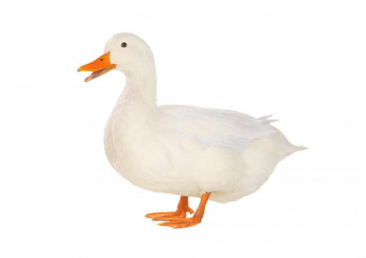 Duck 