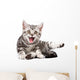 Tabby Kitten Isolated Wall Decal