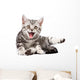 Tabby Kitten Isolated Wall Decal