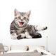Tabby Kitten Isolated Wall Decal