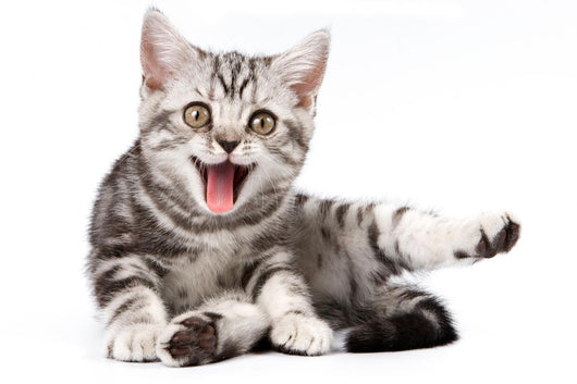 Tabby Kitten Isolated Wall Decal