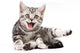 Tabby Kitten Isolated Wall Decal