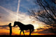 woman and horse Wall Mural