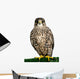 A Peregrine Falcon Poses for the Camera 