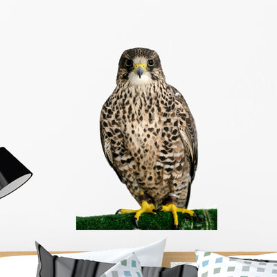 Peregrine Falcon Poses for shown on a wall