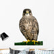 A Peregrine Falcon Poses for the Camera 