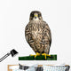 A Peregrine Falcon Poses for the Camera 