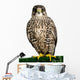 A Peregrine Falcon Poses for the Camera 