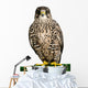 A Peregrine Falcon Poses for the Camera 