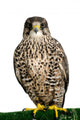 A Peregrine Falcon Poses for the Camera 