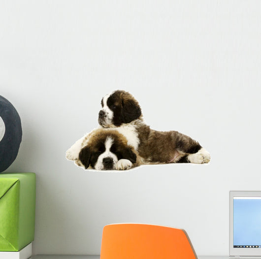 St Bernard Puppies Isolated on White 