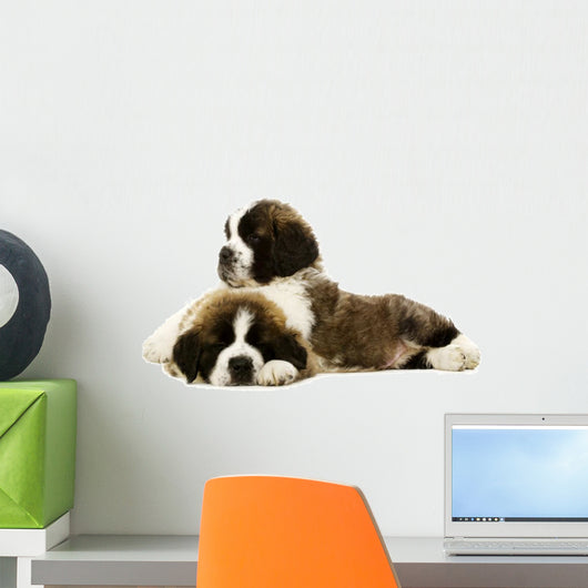 St Bernard Puppies Isolated on White 