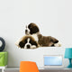 St Bernard Puppies Isolated on White 