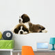 St Bernard Puppies Isolated on White 