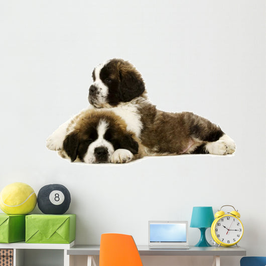 St Bernard Puppies Isolated on White 