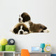 St Bernard Puppies Isolated on White 